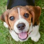 Beagle Lovers Hub!