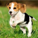 Beagle Lovers Page