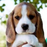 Beagle