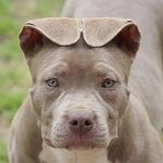 Beauty Pitbulls