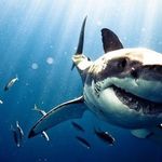 Bérénice Briet 🦈 Bérénice Briet 🦈
