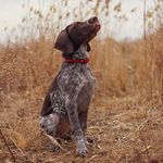 Odin GermanShorthairedPointer