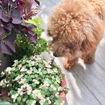 Belle and Plants