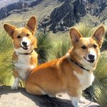 Corgis Ramón and Benito