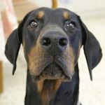 Beno the doberman