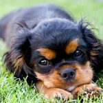 Best King Charles Spaniels