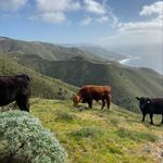 BigSur Bovine