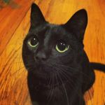 Black Cats IG