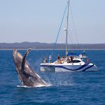 Blue Dolphin Tours