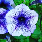 Blue Petunia Garden 🌱 Emelie