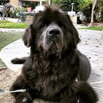 Blu the Newfoundland