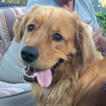 Bochy the Golden Retriever