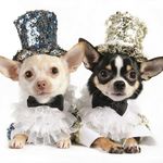 Bogie and Kimba - Chihuahuas