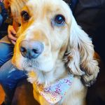 PrincessBonniethegoldencocker