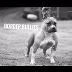 Border Bullies