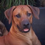 Boris the Ridgeback