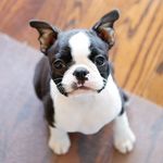 Boston Terrier World