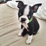 Milo, The Boston Terrier