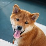 Mishka the Shiba Inu