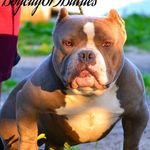 BoxcitybullysLLC