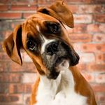 boxerdogclub