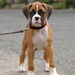 Boxer Paradise