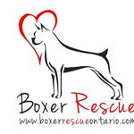 Boxer Rescue Ontario