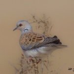 بر قطر - wilds of qatar