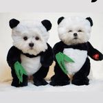The Original Panda Dogs