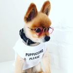 Brady The Pomeranian