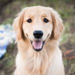 Brinkley The Golden