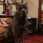 Brutus.CaneCorso.LongIsland