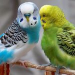Budgie_Lovers