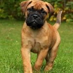 bullmastiff