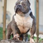 american bully argentina