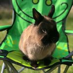 Netherland Dwarf Rabbits