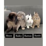 Button, Bambi, Bison & Bailey