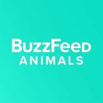 BuzzFeed Animals