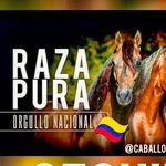 𝐂𝐚𝐛𝐚𝐥𝐥𝐨 𝐂𝐫𝐢𝐨𝐥𝐥𝐨 𝐂𝐨𝐥𝐨𝐦𝐛𝐢𝐚𝐧𝐨🇨🇴🐴