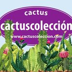 Cactus Colección