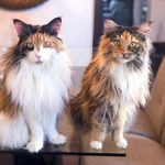 Mainecoons Callie & Athena