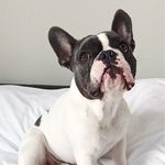 Chowder The Frenchie