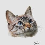 Calvin Oh | Animal Art