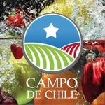 Campo de Chile