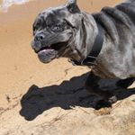 CaneCorsoActionPhotos