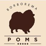 Canil Borborema Poms