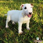 Canil Difaro Bull Terrier