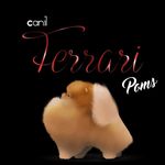 Canil Ferrari Poms ⭐️⭐️⭐️⭐️⭐️