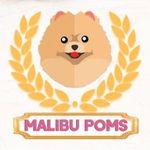 Canil Malibu Poms