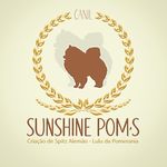 Canil Sunshine Poms